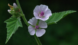 Marshmallow  Garden 8-19-17.jpg