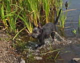 Ollie Beaver Pond c 8-21-17.jpg