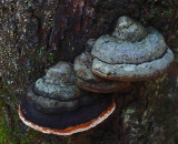 Fungi Harbor Brook 8-22-17.jpg