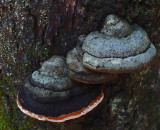 Fungi  Harbor Brook 8-22-17.jpg