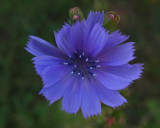 Chicory City Forest 8-25-17.jpg