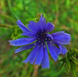Chicory City Forest b 8-25-17.jpg