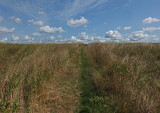 Kelley - City Forest c 8-25-17.jpg