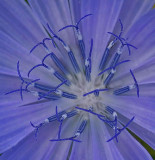 Chicory - City Forest b 7-20-14.jpg