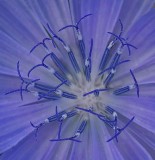Chicory - City Forest b 7-20-14-ed.jpg