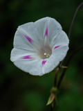 Morning Glory Garden 8-29-17.jpg