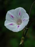 Morning Glory Garden 8-29-17.jpg