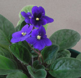 African Violet 2-3-05.jpg
