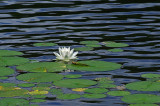 Messalonskee Sream - Water Lily 7-18-10-ed-pf.jpg