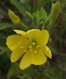 Wildflower  City Forest b 8-30-17.jpg