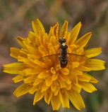 Hoverfly City Forest 8-30-17.jpg