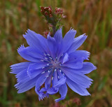 Chicory  City Forest 8-30-17.jpg