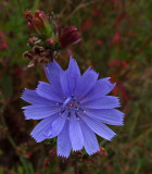 Chicory  City Forest b 8-30-17.jpg