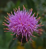 Thistle  City Forest 8-30-17.jpg