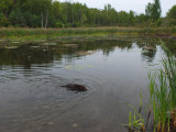 Kelley - City Forest b 8-30-17.jpg