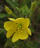 Wildflower City Forest b 8-30-17.jpg