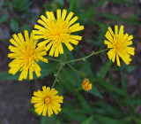 Wildflowers Harbor Brook 7-22-17 .jpg
