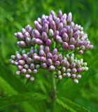 Buds Keduskeag Stream Trail 7-20-17.jpg