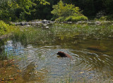 Kelley - Kenduskeag Stream 9-4-17.jpg