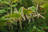 Wildflowers Kenduskeag Stream b 9-4-17.jpg