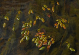Leaves Kenduskeag Stream 9-4-17-ed.jpg