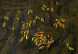 Leaves  Kenduskeag Stream 9-4-17-ed.jpg