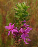 loosestrife City Forest 9-5-17.jpg