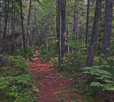 Qunn Trail  City Forest  9-5-17.jpg