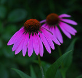 Echinacea  Garden b 8-20-17.jpg