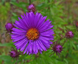 Wildflowers Little River  Trail c  9-15-17.jpg