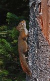 Squirrel Little Long Pond 9-17-17 .jpg