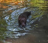 Kelley - Jordan Stream 9-17-17.jpg