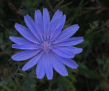 Chicory City Forest  9-19-17.jpg