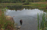 Kelley - Beaver Pond City Forest b 9-19-17.jpg