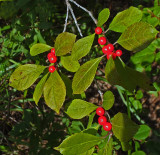 Berries Perch Pond Trail  9-21-17.jpg