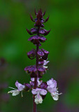 Thai Basil Garden 9-21-17.jpg