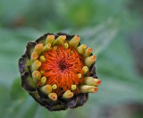 Zinnia Garden 9-22-17.jpg