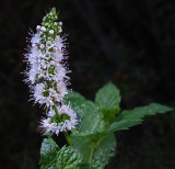 Mint Garden 9-21-17.jpg