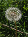 Dandelion Caribou Bog 9-23-17.jpg