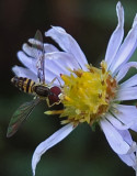 Hoverfly Caribou Bog 9-23-17.jpg