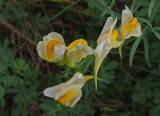 Wildflowers City Forest 9-27-17.jpg