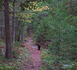 Kelley - City Forest c 9-27-17.jpg