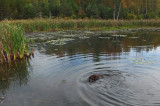 Kelley - City Forest d 9-27-17.jpg