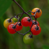 Berries - City Forest 9-11-14-ed .jpg