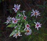 Wildflowers Harbor Brook Trail 10-1-17.jpg