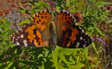 Butterfly City Forest 10-3-17.jpg