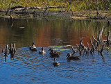 Ducks Beaver Pond City Forest 10-3-17.jpg
