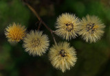 Seeds - Kilkenny Cove Old Pond Railway Trail-9-24-14-ed.jpg