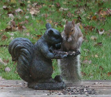 Squirel 10-18-41-ed-pf.jpg
