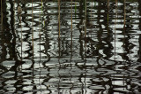 Reflection N-D-F Rail Trail c 6-6-12.jpg